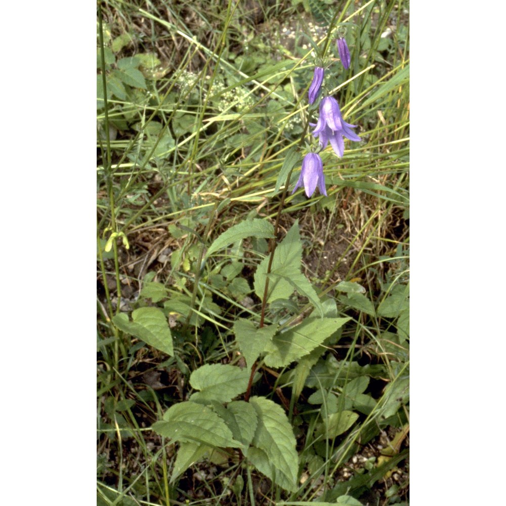 campanula rapunculoides l.