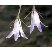 campanula rapunculus l.