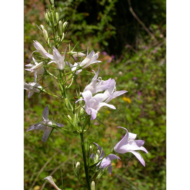 campanula rapunculus l.