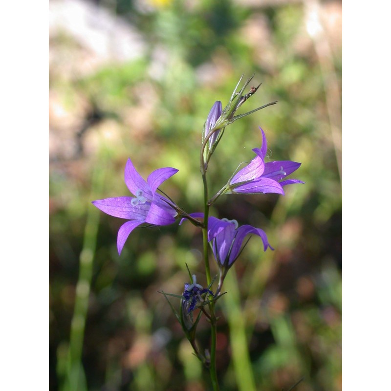 campanula rapunculus l.