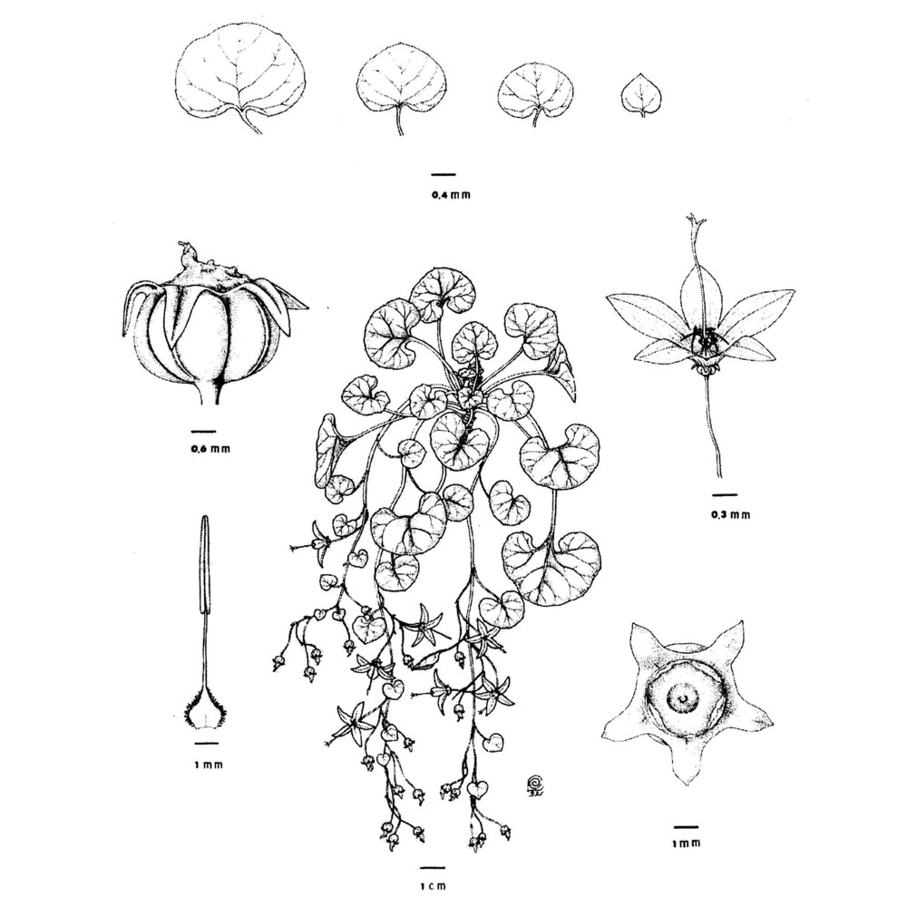 campanula reatina lucchese