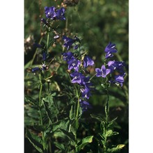 campanula rhomboidalis l.