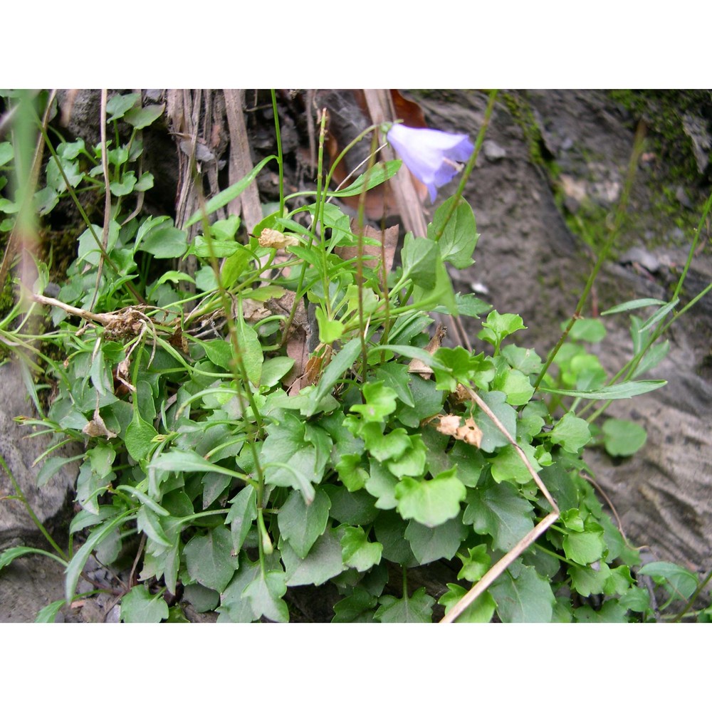 campanula rotundifolia l.