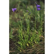 campanula rotundifolia l.