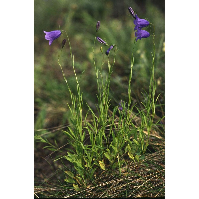 campanula rotundifolia l.