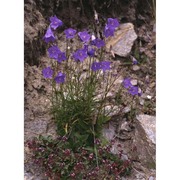 campanula rotundifolia l.