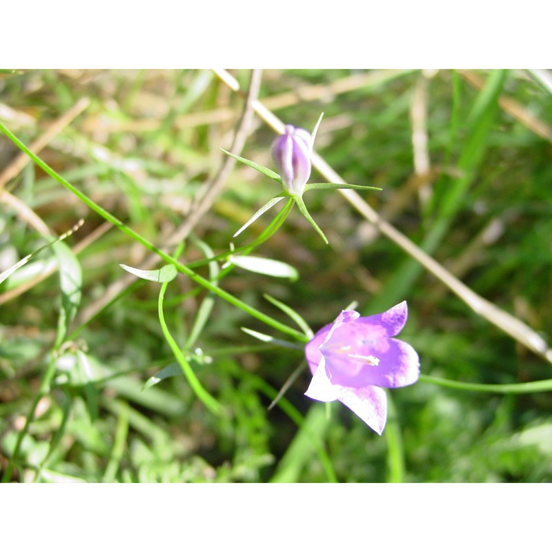 campanula rotundifolia l.