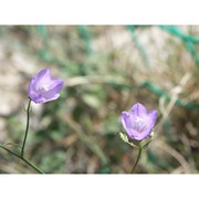 campanula sabatia de not.