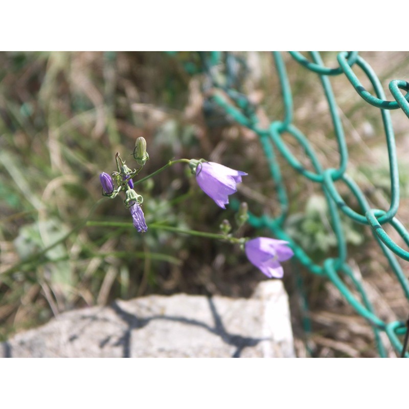 campanula sabatia de not.