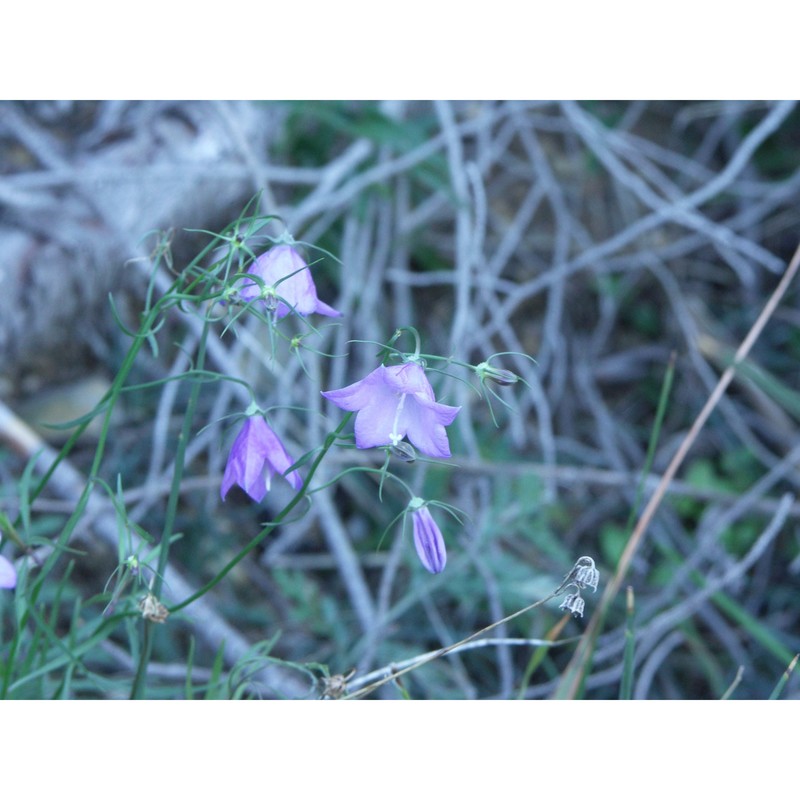 campanula sabatia de not.