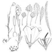 campanula scheuchzeri vill.