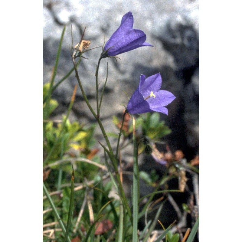 campanula scheuchzeri vill.