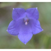 campanula scheuchzeri vill.