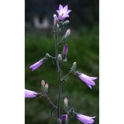 campanula sibirica l.