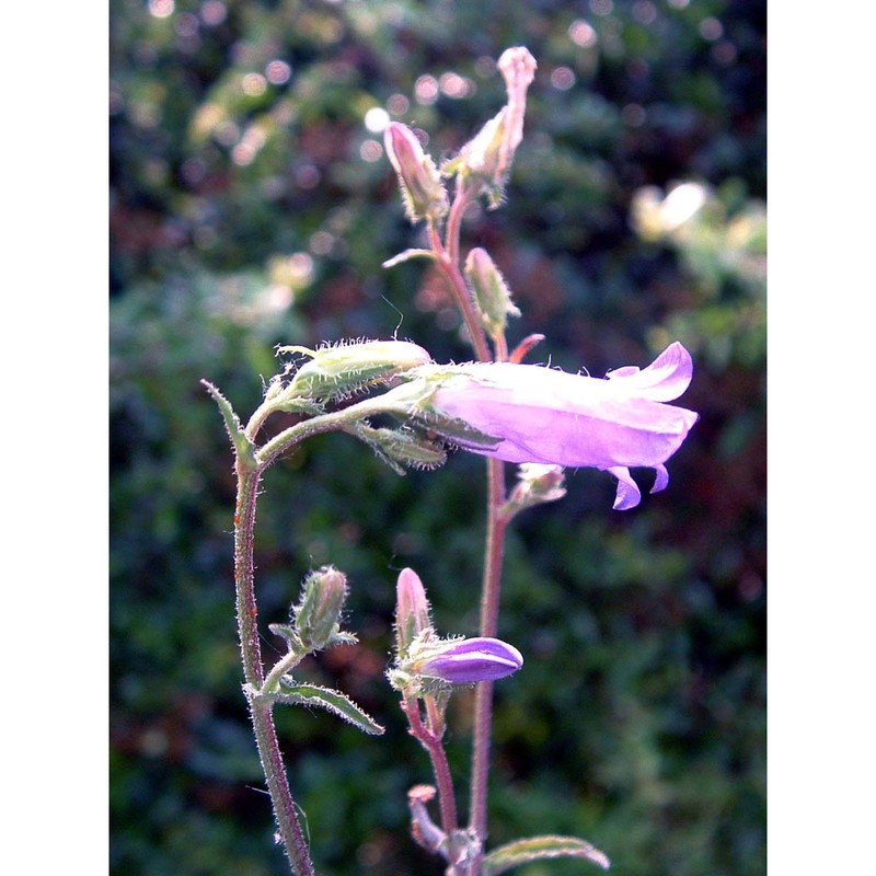 campanula sibirica l.