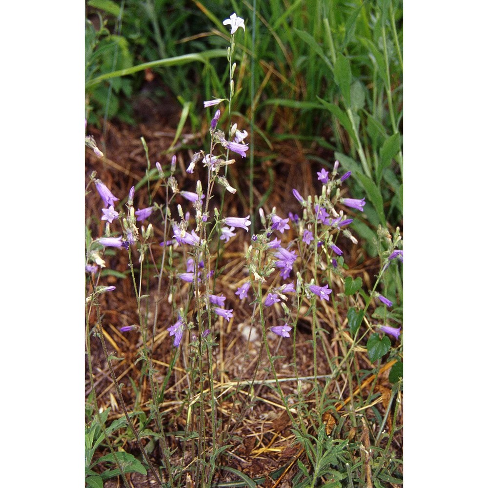 campanula sibirica l.