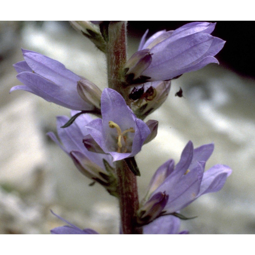 campanula spicata l.