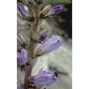 campanula spicata l.