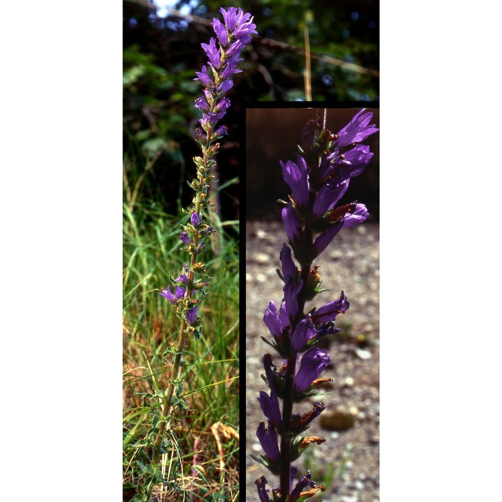 campanula spicata l.