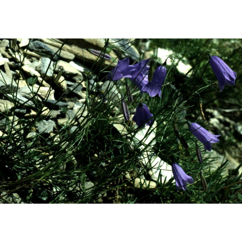 campanula stenocodon boiss. et reut.