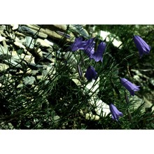 campanula stenocodon boiss. et reut.