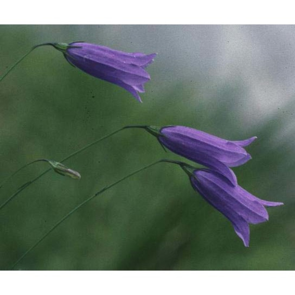 campanula stenocodon boiss. et reut.