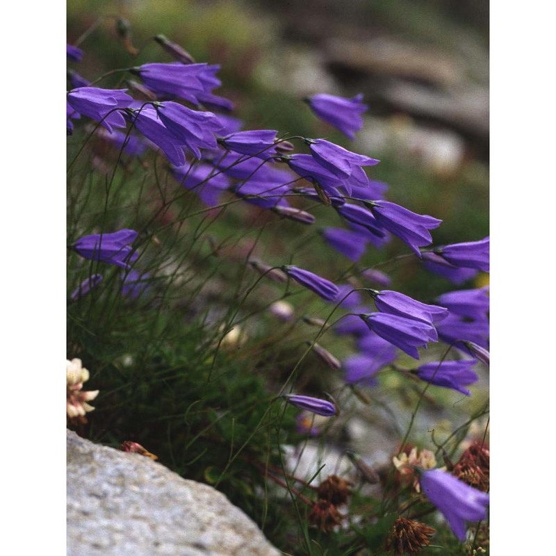 campanula stenocodon boiss. et reut.