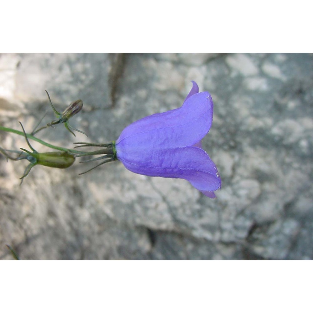 campanula tanfanii podlech