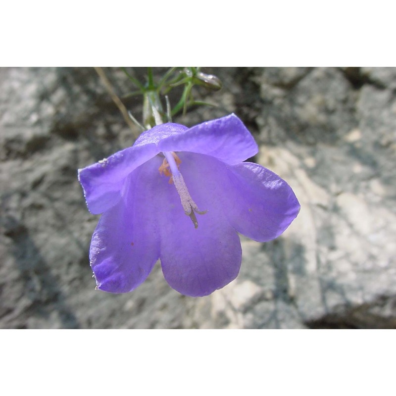 campanula tanfanii podlech