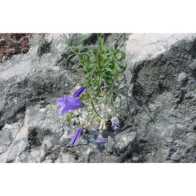 campanula tanfanii podlech