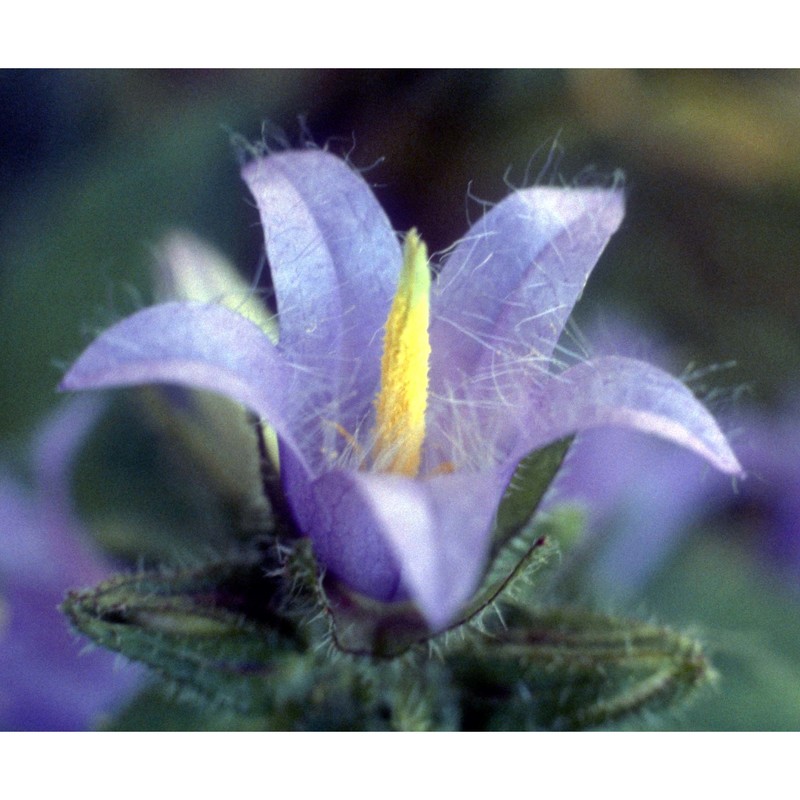 campanula trachelium l.