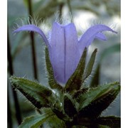 campanula trachelium l.