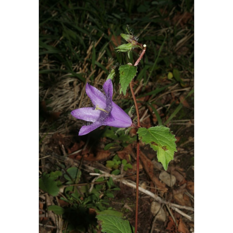 campanula trachelium l.