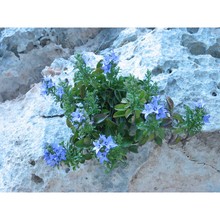 campanula versicolor andrews