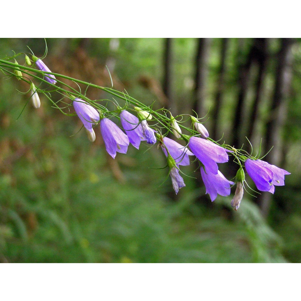 campanula witasekiana vierh.