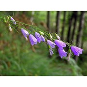 campanula witasekiana vierh.