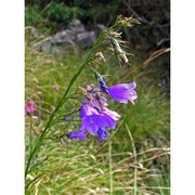 campanula witasekiana vierh.