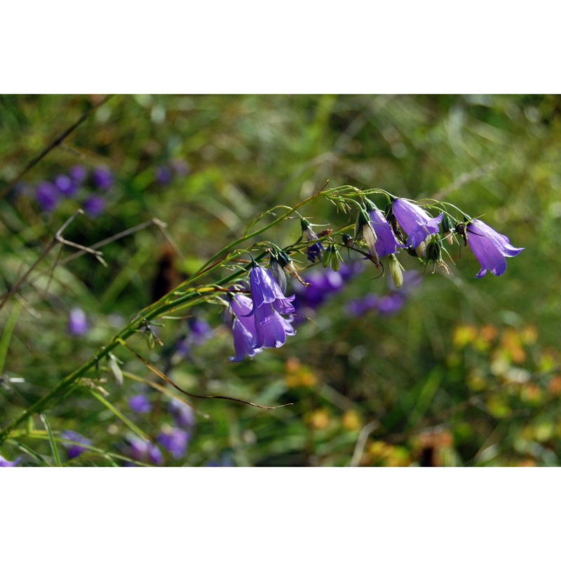 campanula witasekiana vierh.