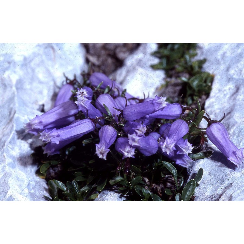 campanula zoysii wulfen