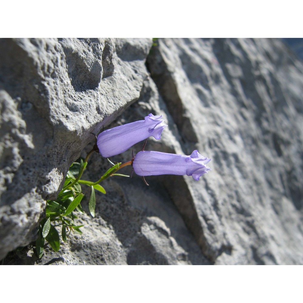 campanula zoysii wulfen