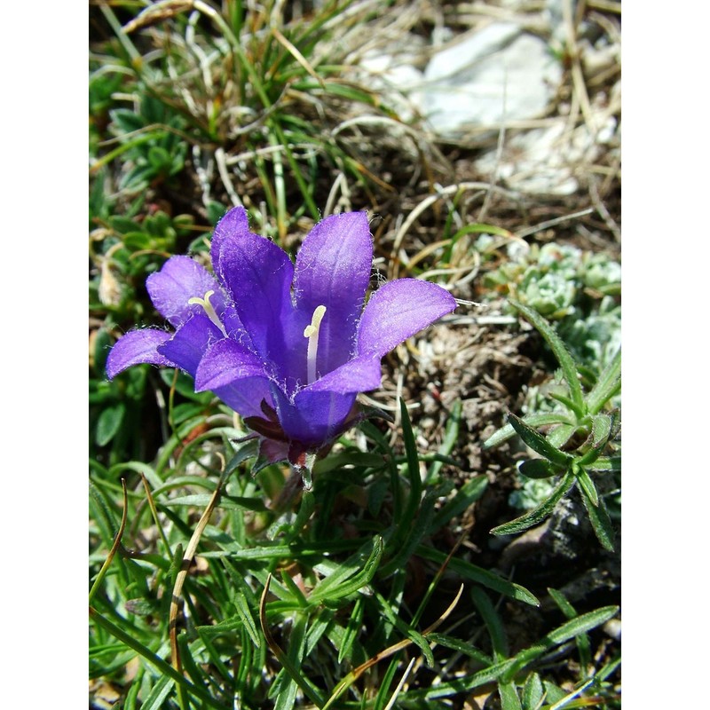 edraianthus graminifolius (l.) a. dc.