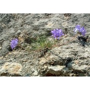 edraianthus graminifolius (l.) a. dc.