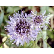 jasione montana l.