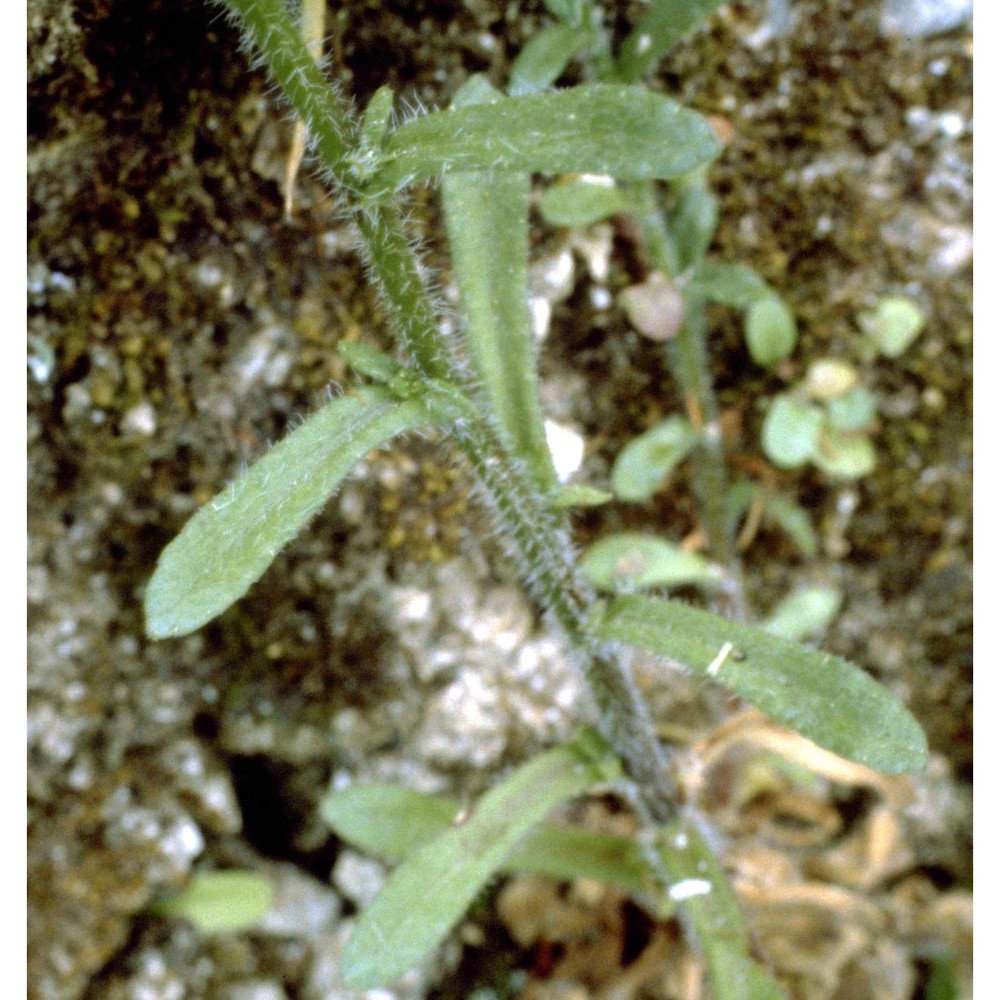 jasione montana l.