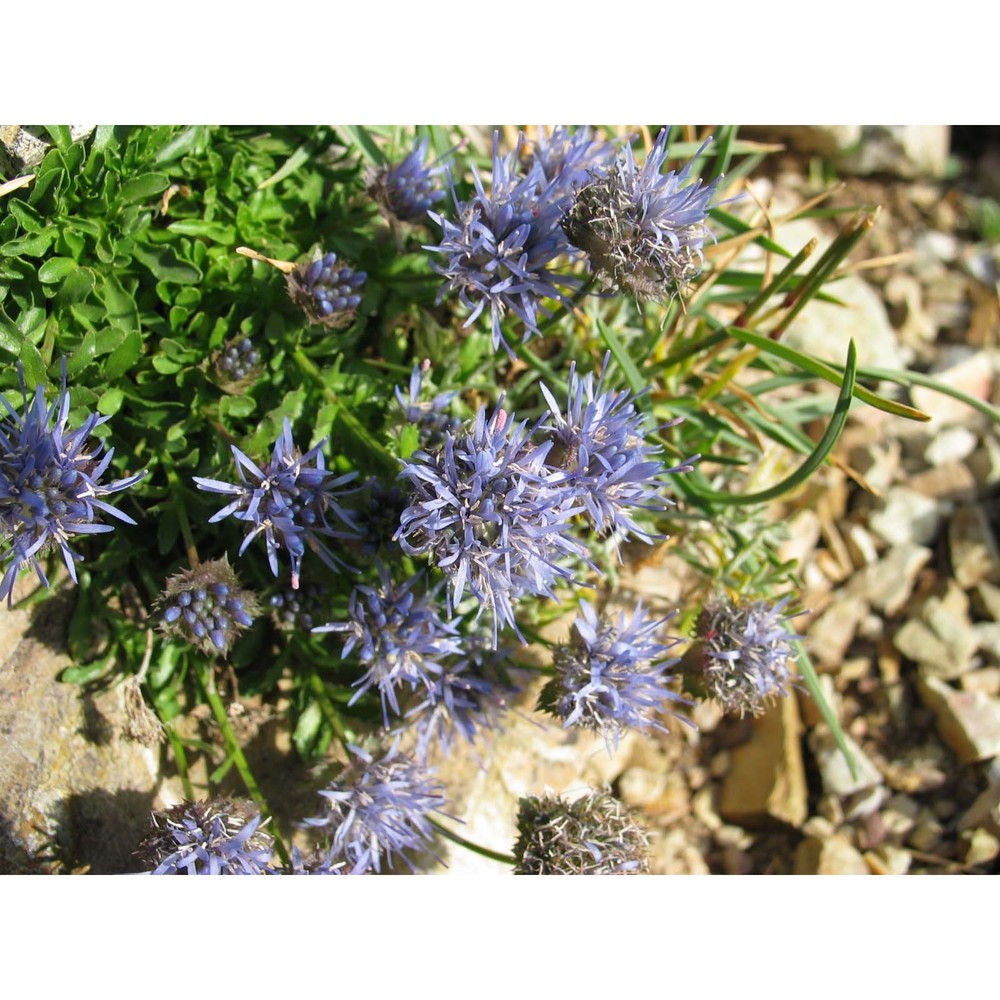 jasione orbiculata griseb. var. italica stoj.