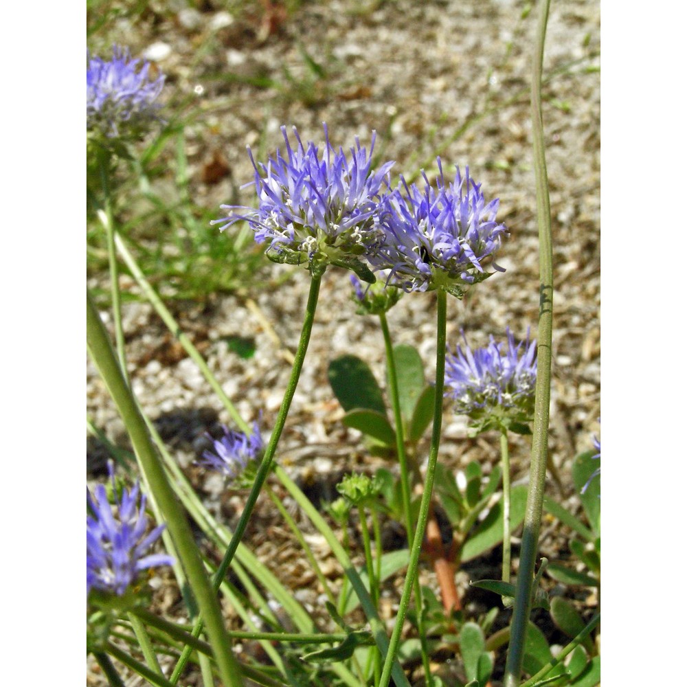 jasione orbiculata griseb. var. italica stoj.