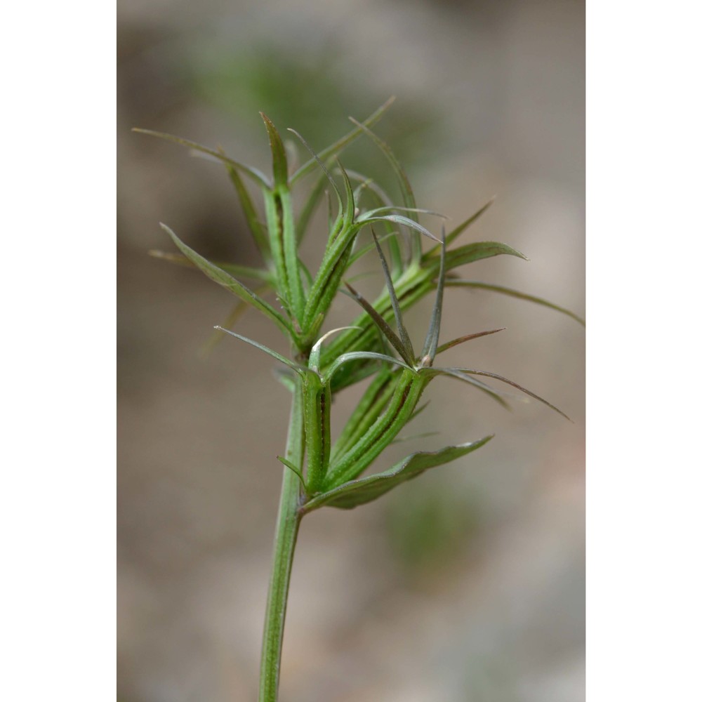 legousia falcata (ten.) janch.