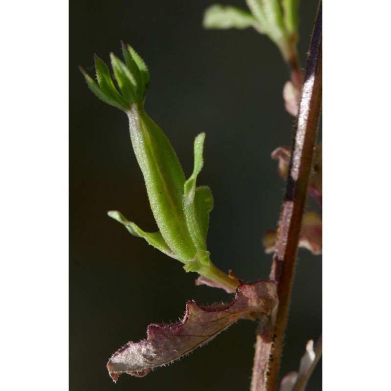 legousia hybrida (l.) delarbre