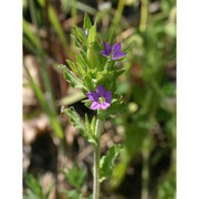 legousia hybrida (l.) delarbre