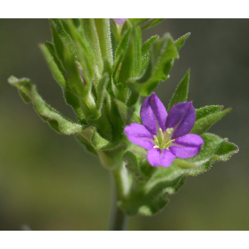 legousia hybrida (l.) delarbre